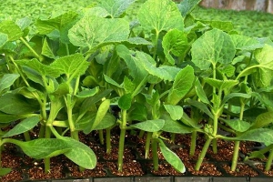 蔬菜用育苗基质